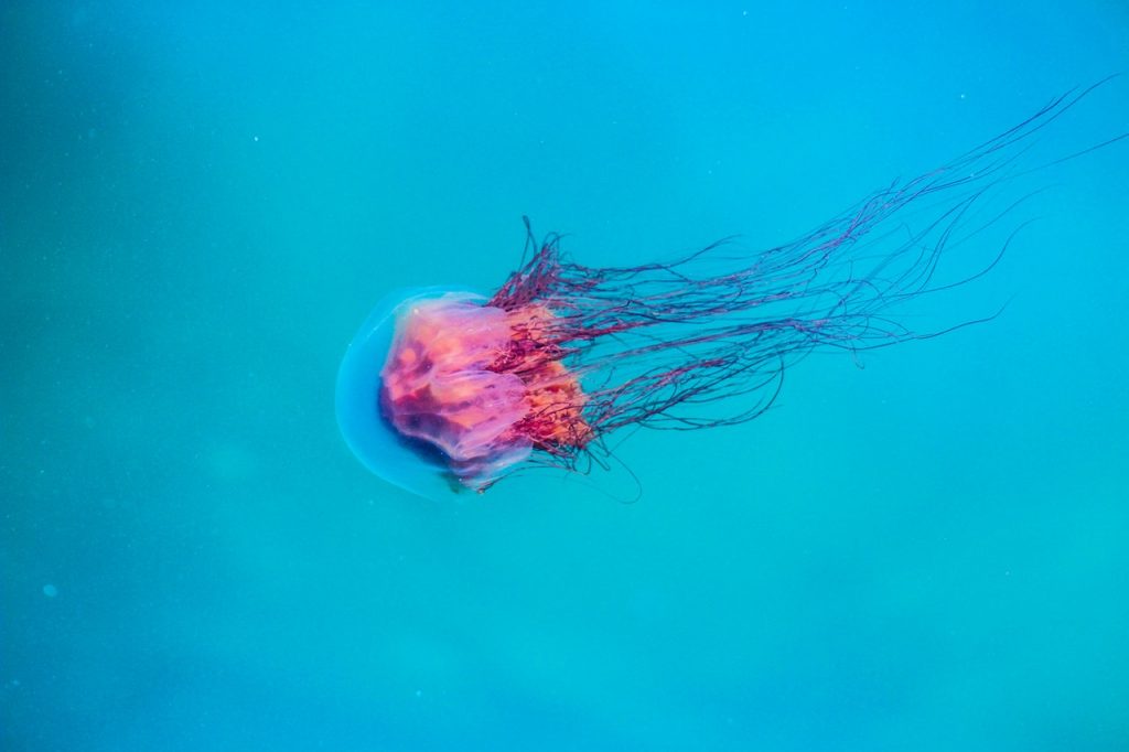 things to do while high jellyfish
