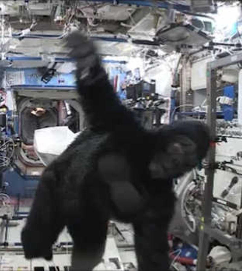 how high are you gorilla in space